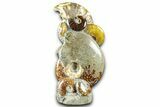 Tall Composite Ammonite Fossil Display - Madagascar #361353-1
